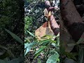 KIng Bee #bee #shortsfeed #shortvideo #shortsviral  #honeybeesting