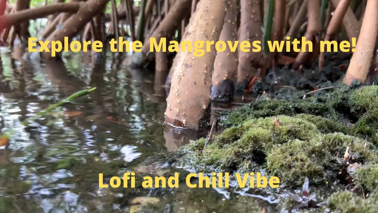 Explore the Mangrove Forests of Florida with me! *Lofi and Chill vibe