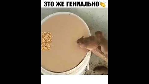 Как сделать гуманную ловушку для крыс и мышей.