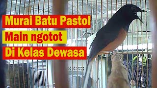 Murai Batu Pastol ini Tampil Gila di Kelas Dewasa