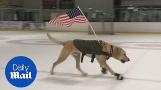 Dog spends its days ice-skating after being saved from euthanasia