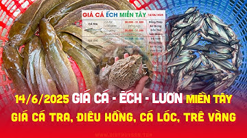 ✅ Giá Cá Ếch Lươn 14/6/2025 ↗️ Giá Cá Tra #ĐBSCL Cá Lóc, Điêu, Trê Vàng, Rô, Kèo Chình, Bống Tượng
