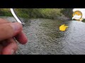 Риболов на река Въча на спининг. Щука и пъстърва. Pike and trout fishing. Pesca de truchas y lucios.