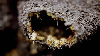 Underground Termite Nests Are No Problem for Sloth Bears