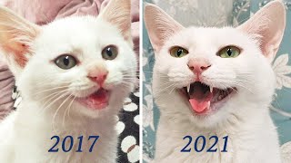 Talkative Kitten has grown into more talkative Cat