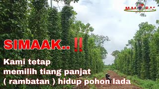 MENGAPA ?❗ Kami pilih Pohon dadap sebagai tiang panjat rambatan Pohon lada..simAAk‼️#ladahitam