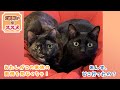 サビ猫あんずの大冒険　家族が仲良くすればきっと帰って来ると信じて　猫探偵の事件簿3　ナレーション付【2頭飼いのススメ】#3