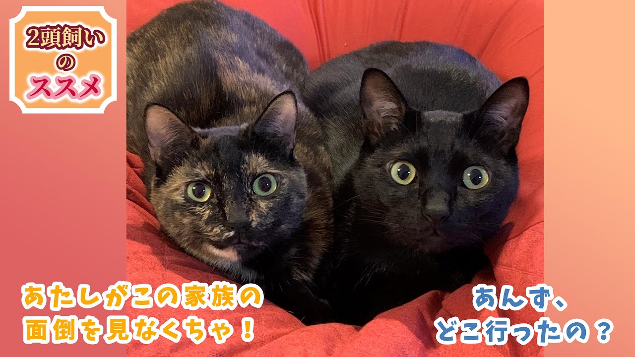 サビ猫あんずの大冒険　家族が仲良くすればきっと帰って来ると信じて　猫探偵の事件簿3　ナレーション付【2頭飼いのススメ】#3
