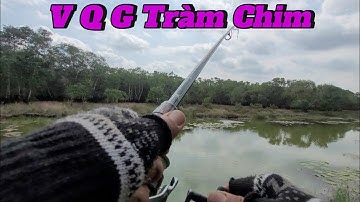 Câu Cá Lóc Tràm Chim. Ngày Chuẩn Bị Đóng Cửa. Rớt Mồi Xuống Là Lụm. Trần Tài Vlog