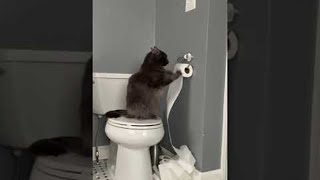 Cat Paws at Toilet Paper || ViralHog