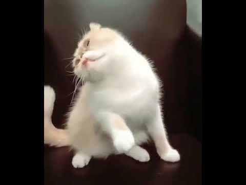 Rubber band dat cat