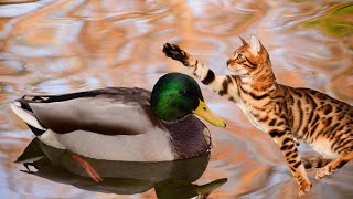 I'm amazed , the amazing life story of a cat and a duck.The funniest animal videos in the world