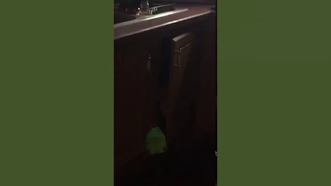 Cat runs and hides