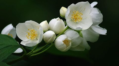 Thumbnail of Виновник  - Валерий Леонтьев