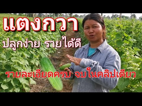 วีดีโอ: การเยียวยาพื้นบ้านสำหรับแตงกวา: วิธีการรดน้ำให้เติบโตเร็วขึ้น? วิธีการเลี้ยงรังไข่? วิธีพื้นบ้านเพื่อเพิ่มผลผลิตในทุ่งโล่ง