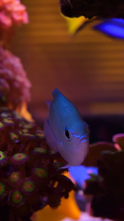 Special look into ReefDude's Tank!