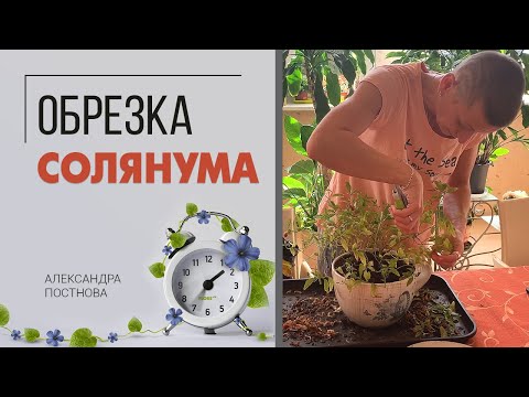 Видео: Когда можно обрезать Solanum?
