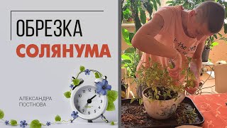 видео: Солянум: обрезка и пересадка. Обновляем растение, наводим красоту. картинка: Солянум: обрезка и пересадка. Обновляем растение, наводим красоту.