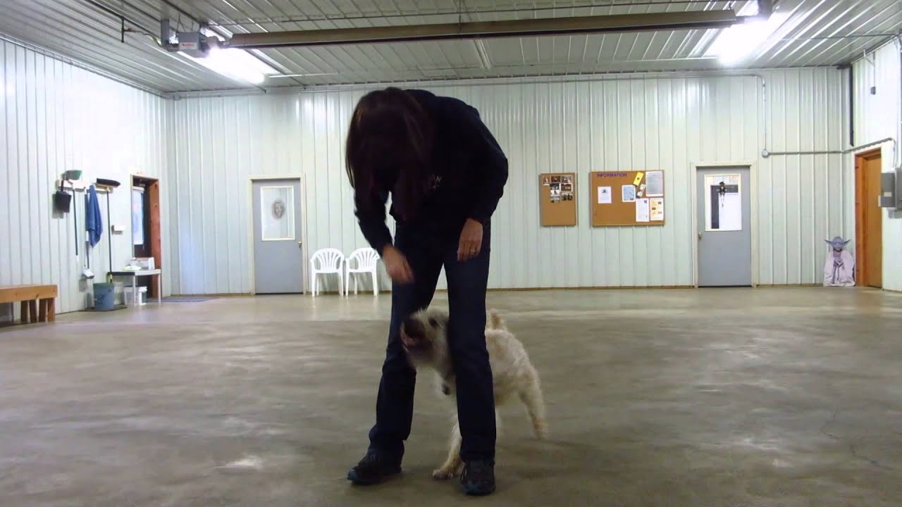 Common Scents Canine Resort Trick Training YouTube