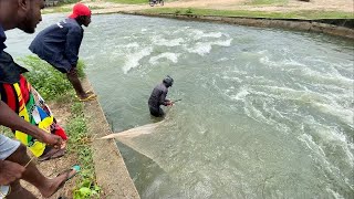 Wow!!!! Sri Lankan??Traditional cast net fishing| big fishcathing video in the lake