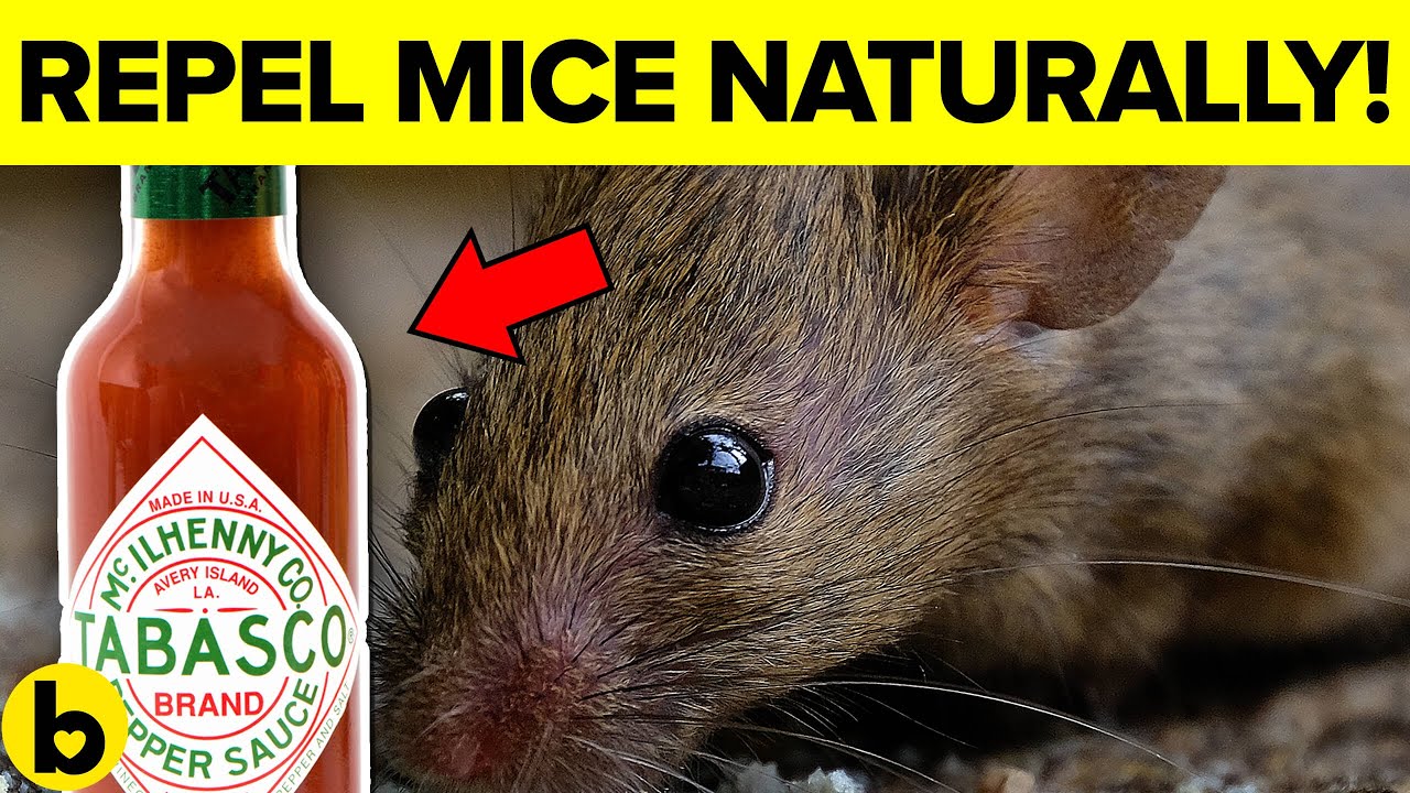7 Ways To Get Rid Of Mice Permanently And Naturally YouTube