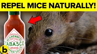 7 Ways To Get Rid Of Mice Permanently And Naturally