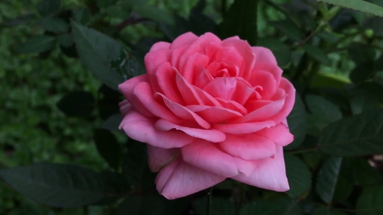 COVER BED OF ROSES YouTube