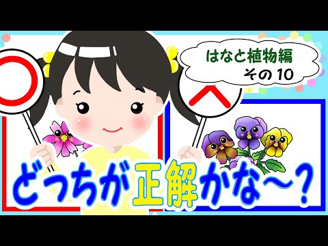 子供 幼児向けクイズ 2択問題 花 植物 その10 Youtube 子供 幼児向けクイズ 2択問題 花 植物 その10 Youtube