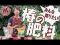 失敗しない椿の肥料! 育て方の重要なポイント「肥料」を解説!!