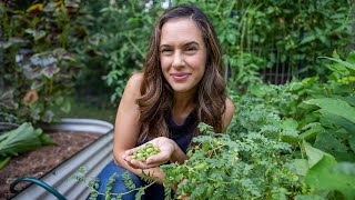 Eat FRESH chickpeas? YES! And grow them too