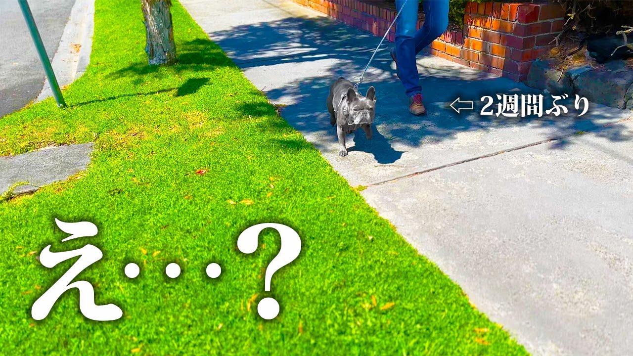 愛犬を人に2週間預けて再会。街中に飼い主が突然現れてみたら…