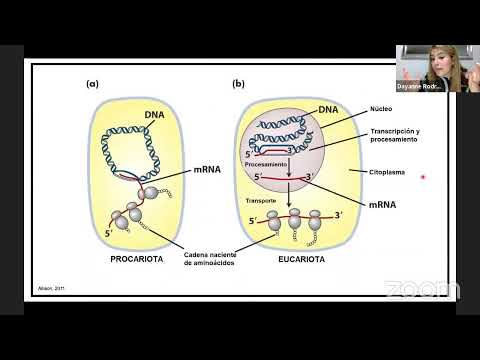 Vídeo: Quines són les 3 parts del dogma central?