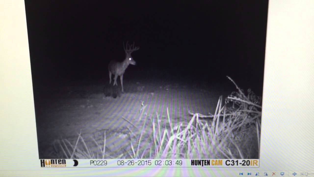 Deer Game Cam Pics 2015 YouTube
