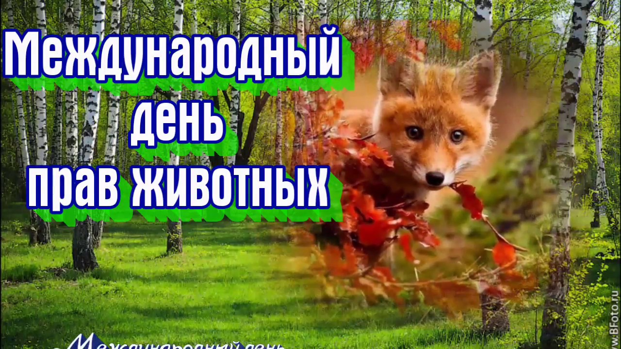 Фото Всемирный День Животных