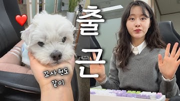 강아지랑 출근하는 직장인 브이로그ㅣ말차 간식 먹고 조카 돌잔치까지