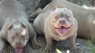 BIGDOGS R AMERICAN BULLY BETWEEN 5 MONTHS AND 15 MONTHS OLD.BEST OF THE BEST BULLY'S IN THE GAME