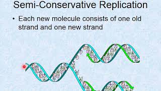 Lab Lecture 9   DNA Replication and Gene Expression