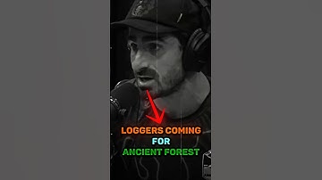 Why Loggers Are Coming for the Oldest Forests on Earth