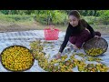 Fresh jujube in my countryside and cook food recipe - Polin lifestyle