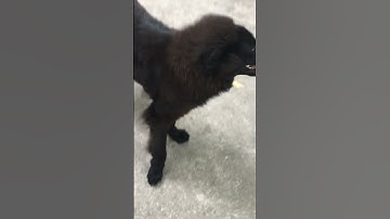 Bắc Hà xù đen siêu khủng tại HN hậu duệ Gấu thép Đông Anh