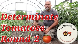 Starting our 2nd round of Determinate Tomatoes