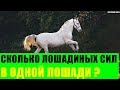 Сколько лошадиных сил в одной лошади?