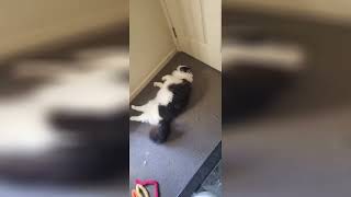 Ultimate Cats Compilation 19