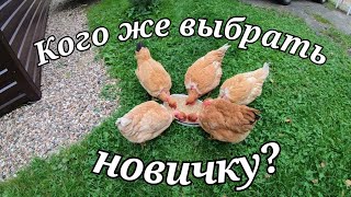 Какую породу кур выбрать новичку?