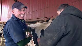 Dairy Genetics