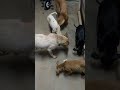 #doglife #dogs #dogshorts #uttarpradesh #love #music#food #recipe #cooking #song #foodie #dj