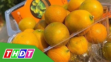 Quất ngọt Đài Loan tràn ngập chợ | THDT