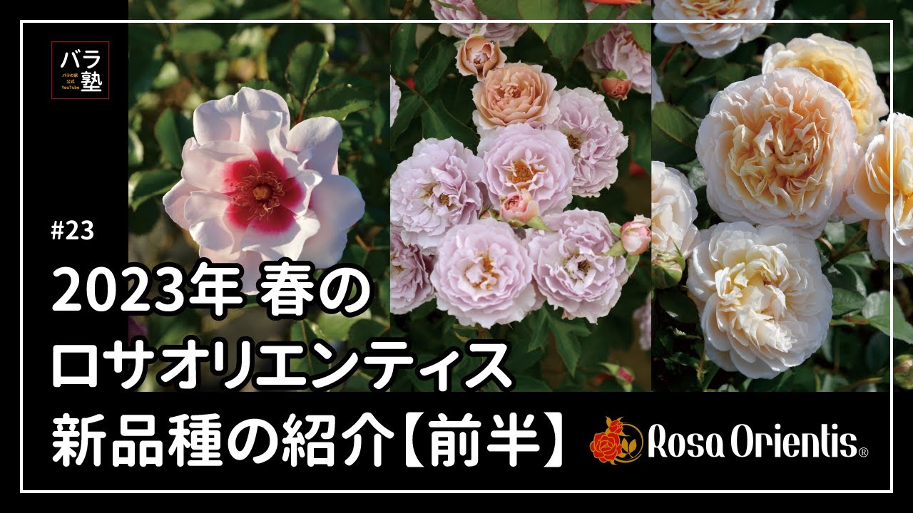 23 Introducing the new Rosa orientis varieties for Spring 2023