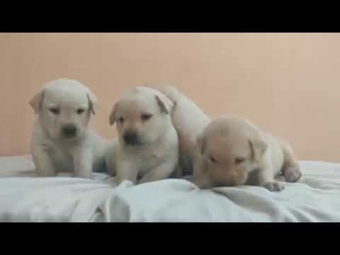 Labrador Retriever male puppies available in Trivandrum, Kerala - video from Only4Pets