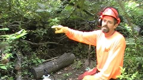 jimwardwhitetailacademy.com - The Trap....Buck Beds and Maintenance